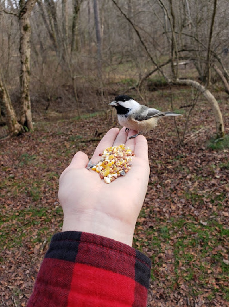 Birdwatching at the Blue Spruce Park